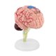 thumbnail image 5 of Modelo Anatómico del Cerebro Humano, Herramienta de Enseñanza Médica para Estudio de Neurología Con Base de Visualizacin, 5 of 7