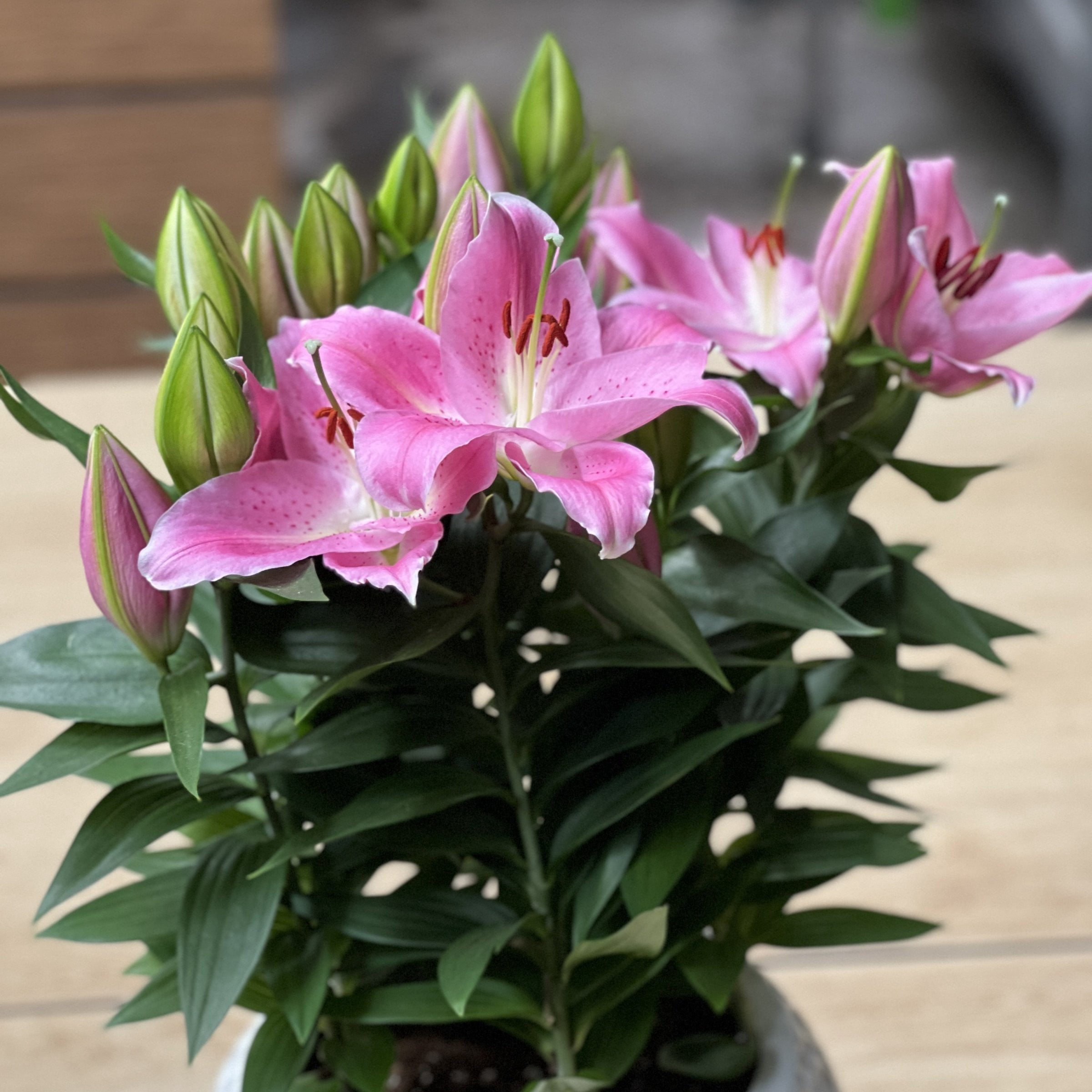 National Plant Network Lily LA Mixed Bulbs (10-Pack)