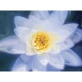 thumbnail image 2 of Henry, Lola 24x19 White Modern Wood Framed Museum Art Print Titled - Painterly Flower III, 2 of 4