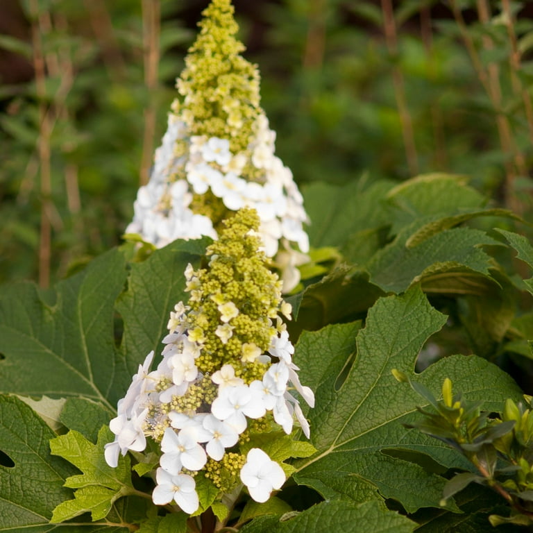 【Hydrangea】 First Editions Jetstream Hydrangea Live Shrub (2 Gallon