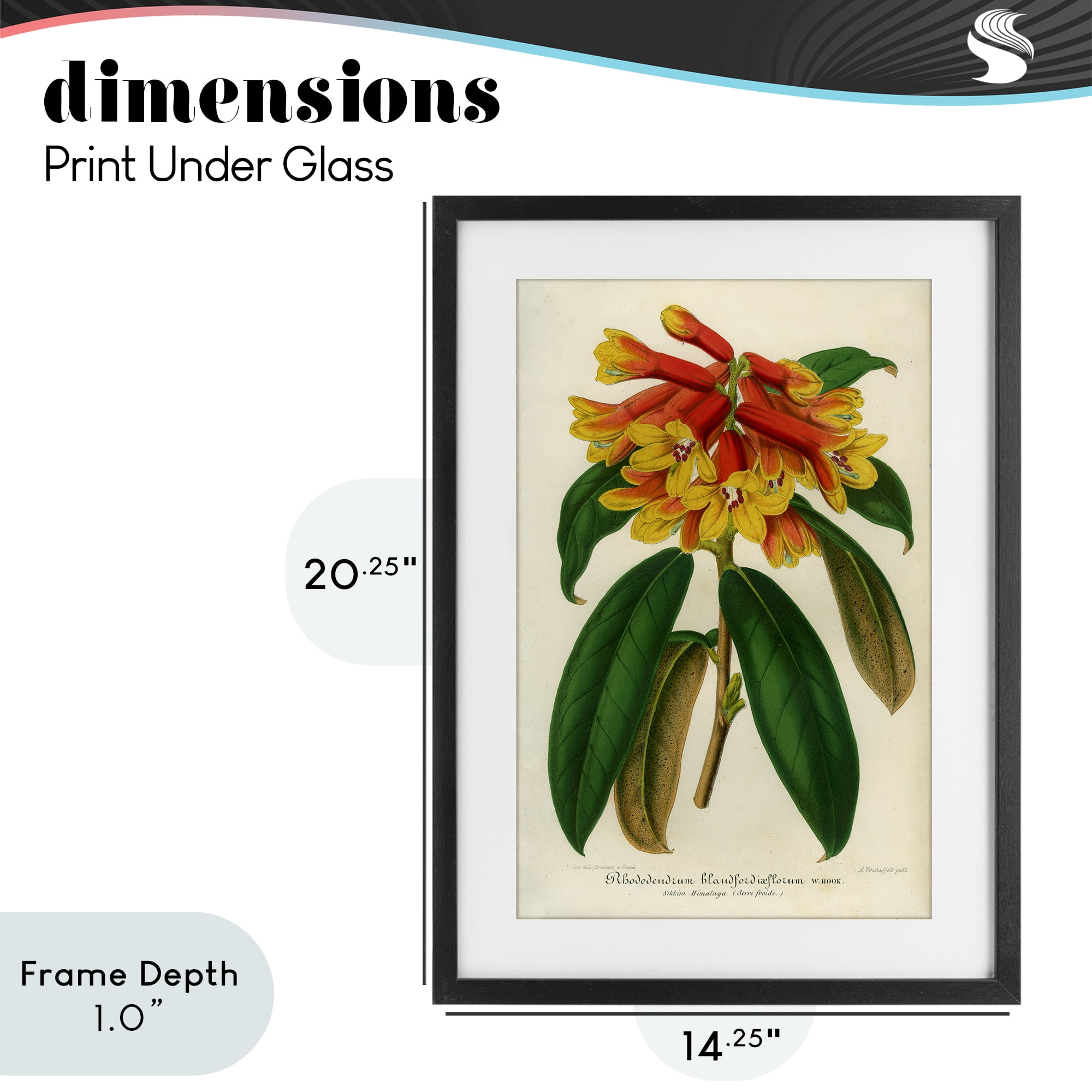 Stupell Industries Orange Yellow Rhododendron Black Framed Print Under Glass, design by Print Collection