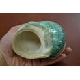 thumbnail image 2 of Pearl Green Mother of Pearl Banded Turbo Seashell Hermit Crab 4" - 4 1/2", 2 of 2