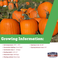 thumbnail image 6 of Harris Seeds - Pumpkin Big Doris Non-GMO Vegetable - FarMore Treated - 1000 Seeds, 6 of 7