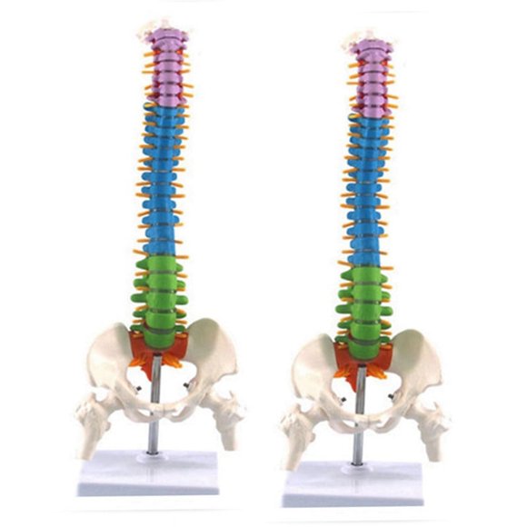 2X 45cm with Pelvic Human Anatomical Anatomy Spine Spinal Column Model Teaching Resources for Students