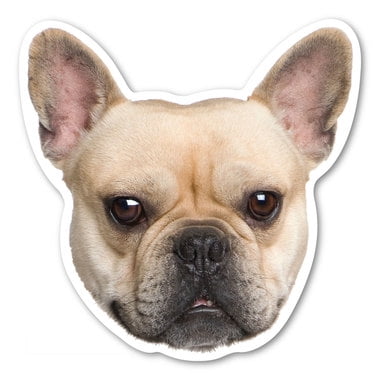 

(Fawn) French Bulldog Magnet