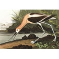 thumbnail image 1 of American Avocet - CANVAS OR PRINT WALL ART, 1 of 1