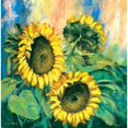 thumbnail image 2 of Sunflowers Poster Print by Katharina Schottler (12 x 12), 2 of 2