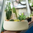 thumbnail image 6 of Olly & Rose Large Ceramic Planter Bowl for Plants Flowers Succulents Cactus Shallow Plant Pot Cream Garden Decor, 6 of 6