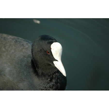 LAMINATED POSTER Coot Bird Ralle Water Bird Duck Poster Print 24 x 36