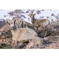 thumbnail image 2 of Jaynes Gallery 32x23 Gold Ornate Wood Framed with Double Matting Museum Art Print Titled - Colorado-Mt Evans Rocky Mountain bighorn sheep ewe and lamb resting, 2 of 4
