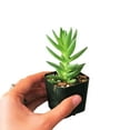 thumbnail image 4 of 2" Healthy Red Pagoda Shark Tooth by Succulents Box - Low Light, 4 of 5