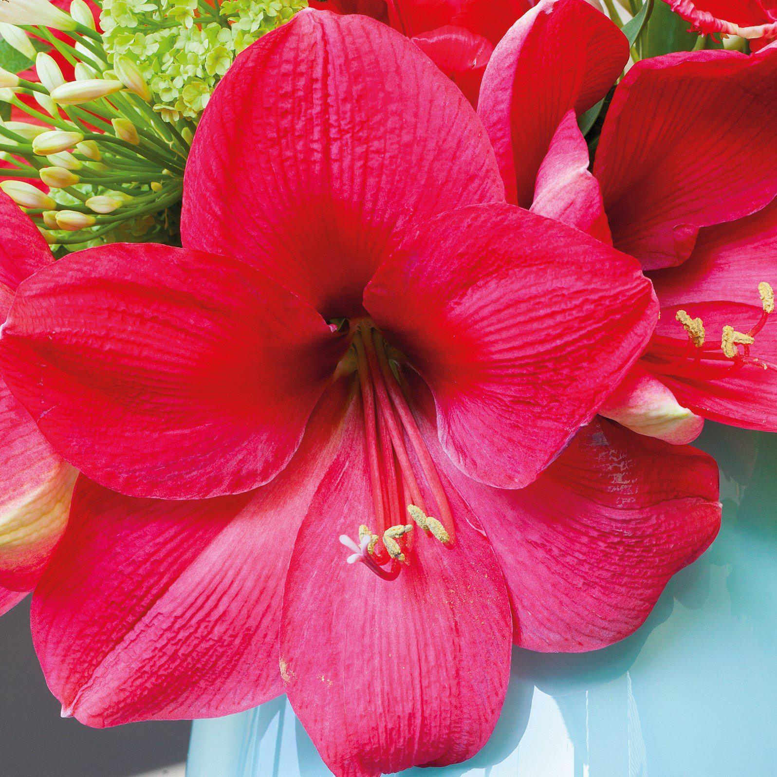 Amaryllis Lagoon | 1 Bulb - Walmart.com - Walmart.com