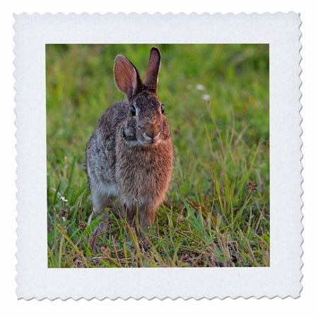 3dRose, Eastern cottontail, Kissimmee Preserve State Park, Florida, 8x8 inch quilt square