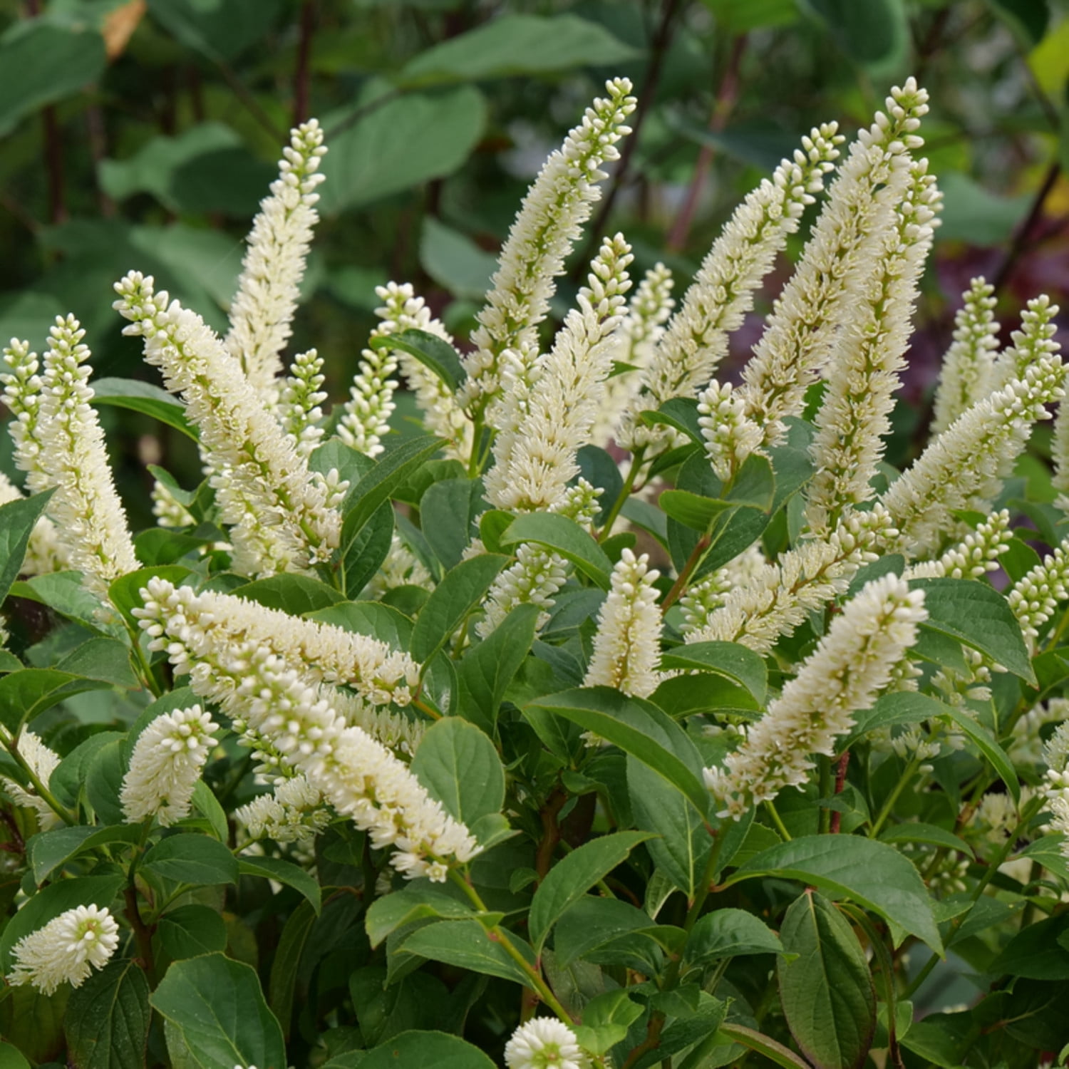 Proven Winners ColorChoice 5" White Fizzy Mizzy Sweetspire Live Plant in 4.5" Pot (4 Count)