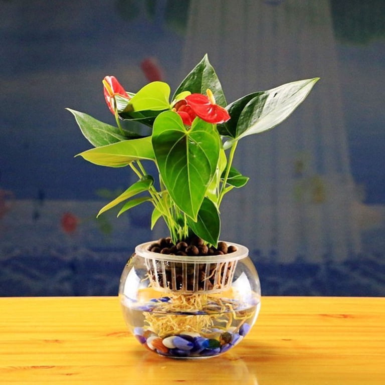 house plants anthurium Anthurium Libertii X Michelle