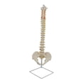thumbnail image 2 of Modelo De Esqueleto óseo De Columna Humana Para Estudio De Aprendizaje Y Referencia, 2 of 9