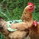 thumbnail image 4 of Delantal de Pollo Estándar Sunnimix Delantal de Gallina Protector de Espalda 18x19.5cm, 4 of 7