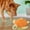 C, variant on SIfdSeng New Dog Sound Toy Turtle 25Cm Plush Turtle Companion Interactive Doll Pet Supplies Suitable for Heavy Chewers Teething Toys for Puppies Durable Dog Toys
