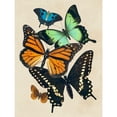 thumbnail image 3 of Barnes, Victoria 15x18 Black Modern Framed Museum Art Print Titled - Collaged Butterflies I, 3 of 5