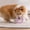 Purple, variant on Byujiro Durable Ring Dog Chew Toy Indestructible Teething & Training Ring Interactive Tug Toy for Boredom Relief & Dental Care