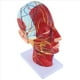 thumbnail image 3 of Modelo de Enseñanza del Plano Medio Sagital de la Cabeza Glándula Parótida Columna Cervical Modelo de Otorrinolaringología de Anatomía de Cabeza y Cuello, 3 of 8