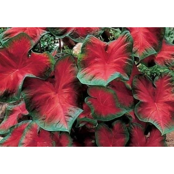 Caladium Blaze (6 Bulbs)Thrives in Heat and Humidity, Elephant Ears