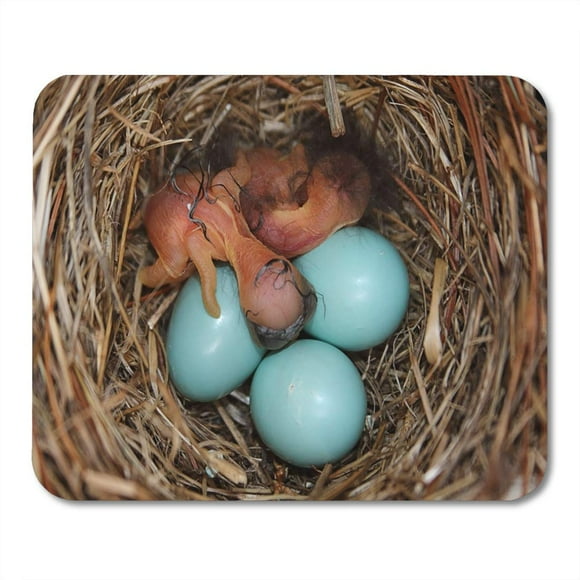 JSDART Blue Eastern Bluebird Sialia Sialis Nest Eggs Hatching Mousepad Mouse Pad Mouse Mat 9x10 inch