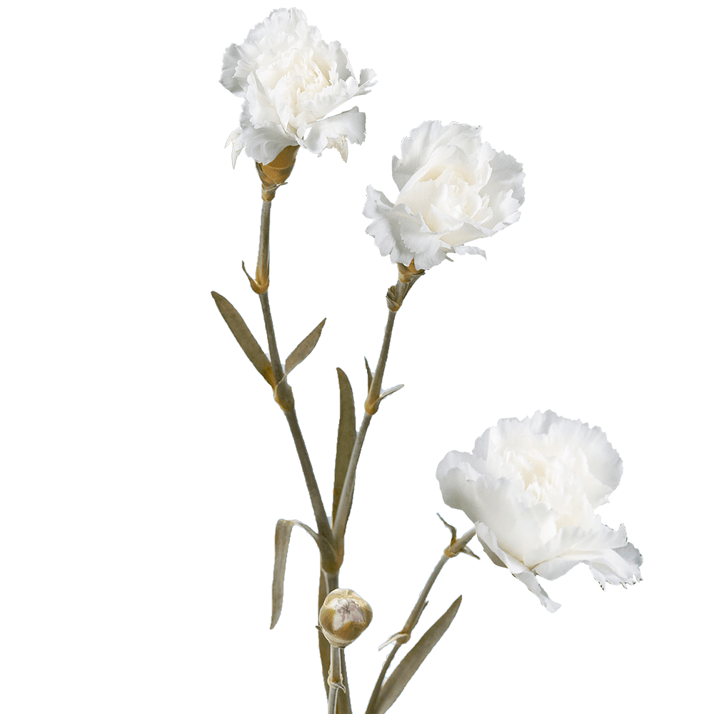 GlobalRose 100 Stems of Fresh Cut White Spray Carnations 400 Blooms