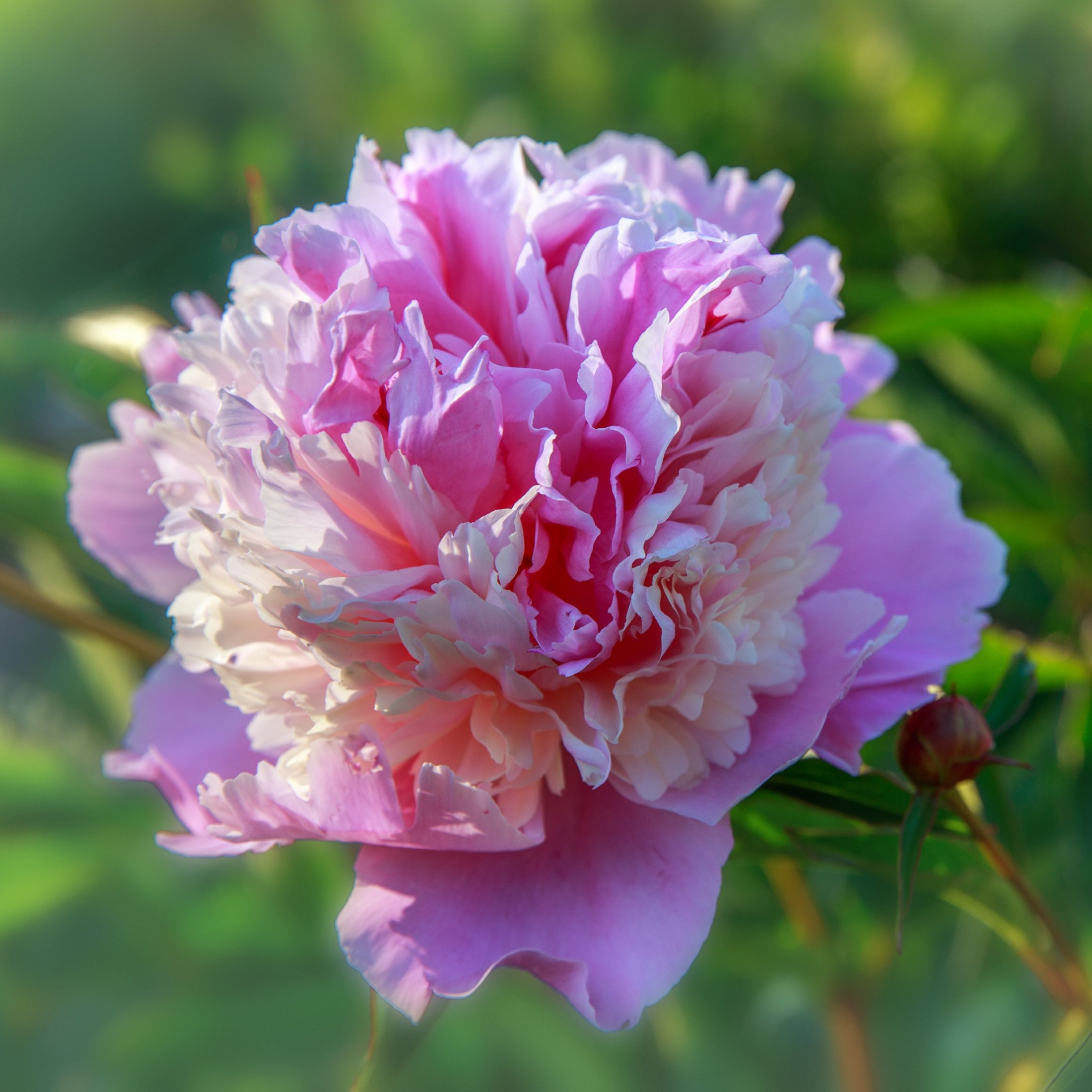 Peony Sorbet (Bareroot) Pink