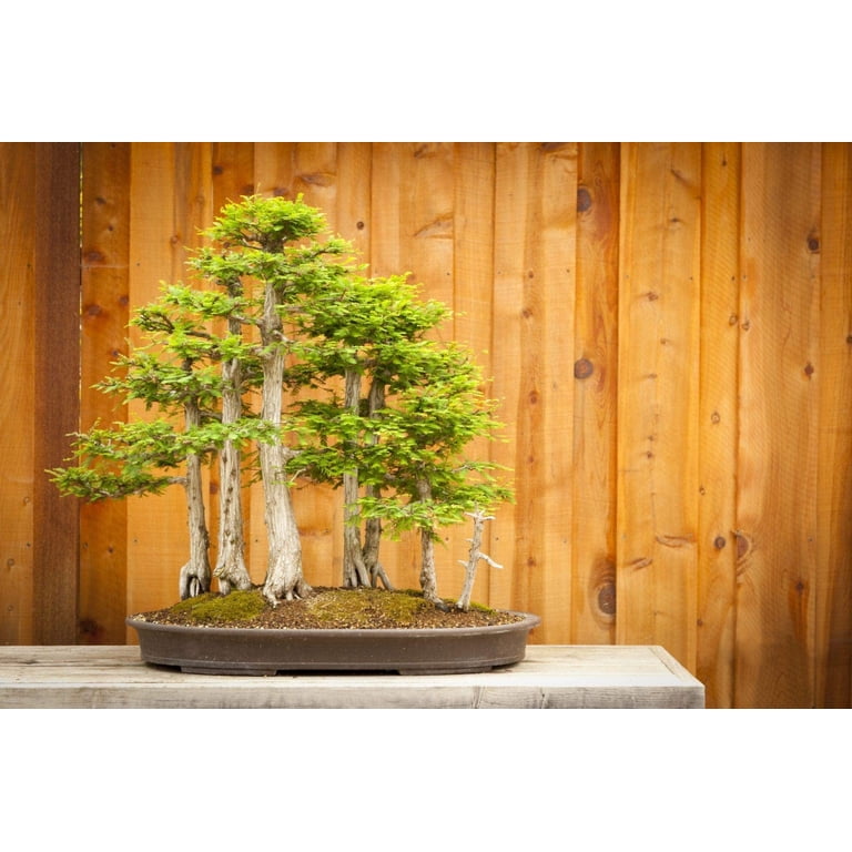 3 inch plant pots Kanso 3 inch Planters main image 0