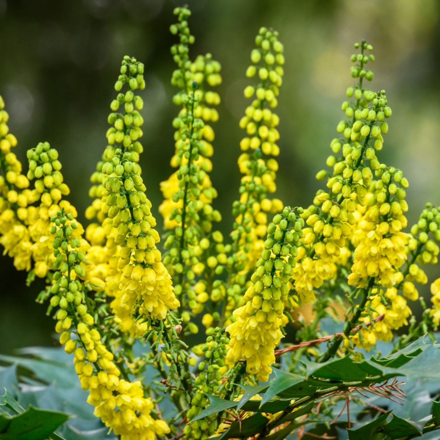 Expert Gardener 1-2' Mahonia Charity Live Tree in 1 gal. Grower Pot