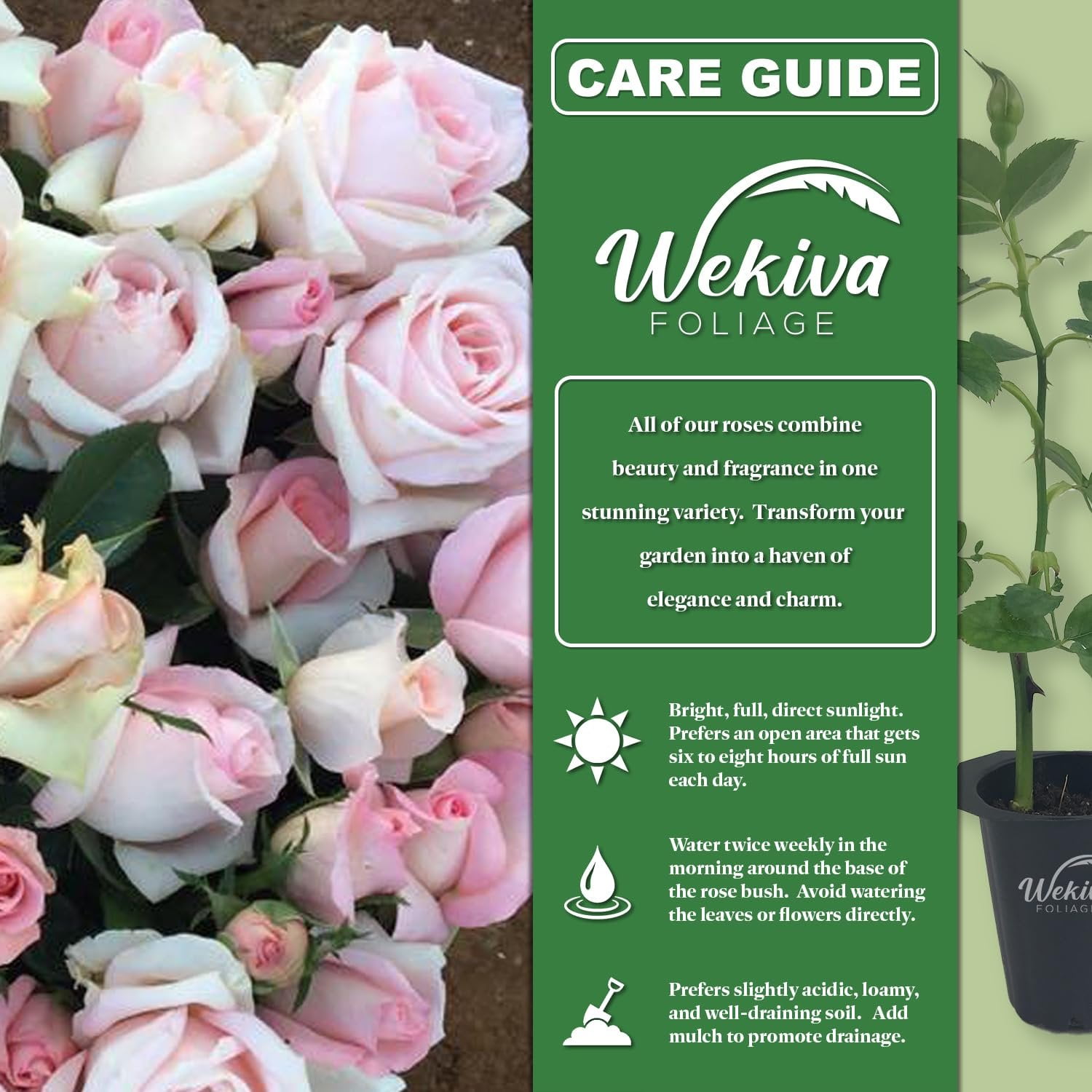 Brides Dream Rose Bush - 3 Live Starter Plants in 2 Inch Pots - Beautifully Fragrant Hybrid Tea Rose from Florida - A Versatile Beauty with a Rich Fragrance