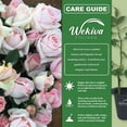 thumbnail image 2 of Brides Dream Rose Bush - Live Starter Plant in a 2 Inch Pot - Beautifully Fragrant Hybrid Tea Rose from Florida - A Versatile Beauty with a Rich Fragrance, 2 of 6