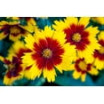 thumbnail image 4 of Plains Coreopsis Seeds/  Annual/ Full Sun/6000 Seeds 2 Grams/ Zellajake Farm and Garden- B265, 4 of 5