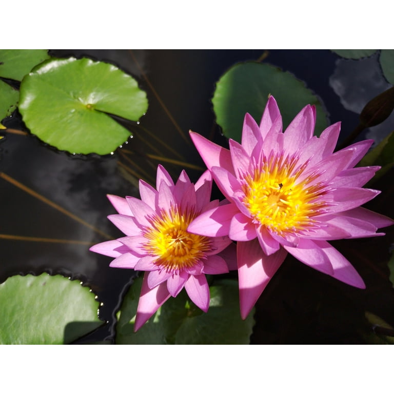 60 Pcs Mixed Lotus Seeds for Bowl Water Planting Non-GMO Water Lily Flower Seeds, Bonsai Pond Lotus for Indoor Outdoor Garden, Easy Grow Aquatic Plant