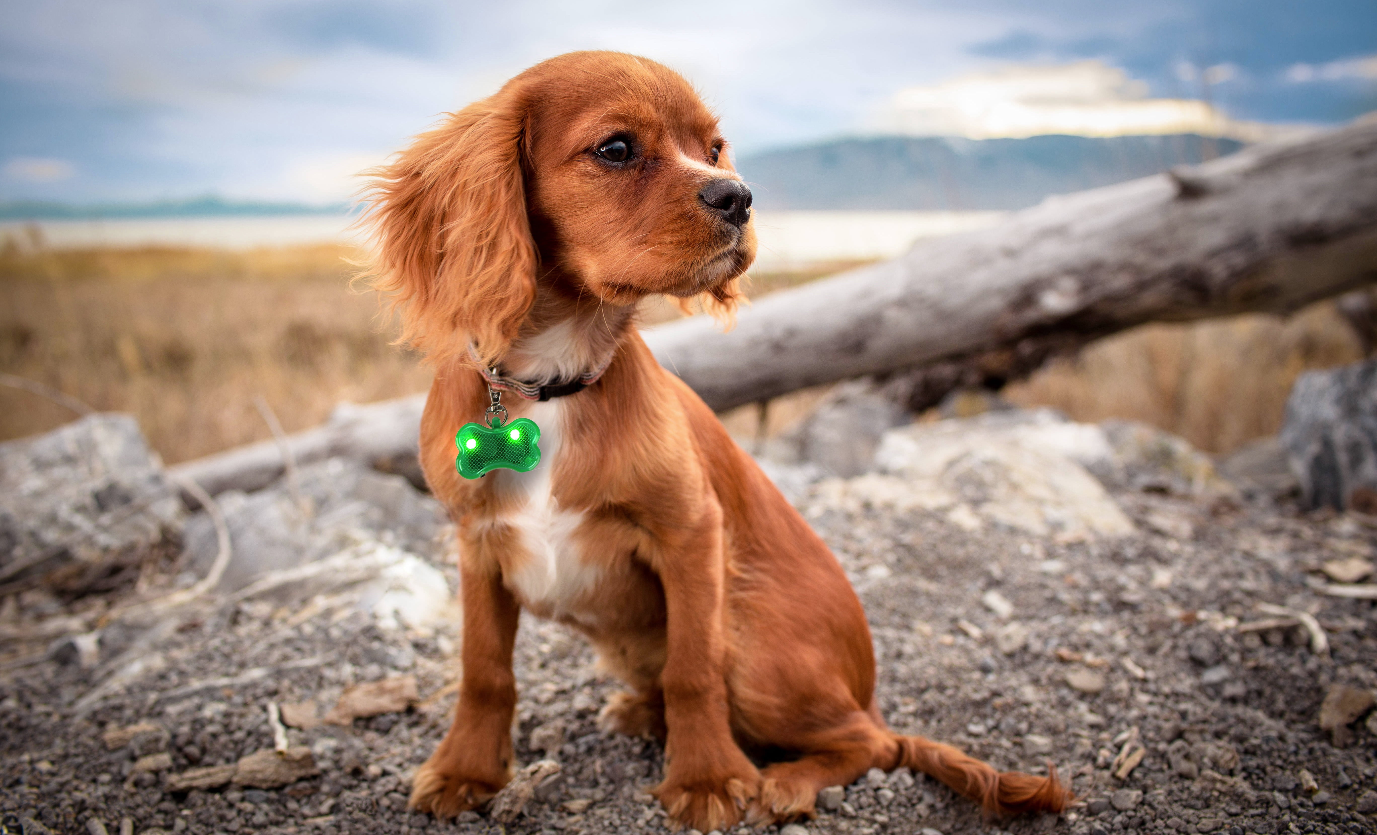 LED Bone Shaped Collar Charm, Multiple Colors Available