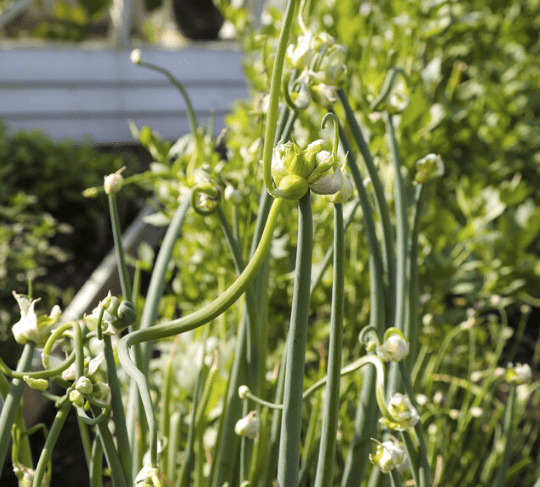 100 Onion Seeds Top Sets Egyptian Walking Onions for Planting, Onion Perennial Seeds for Outdoor Garden