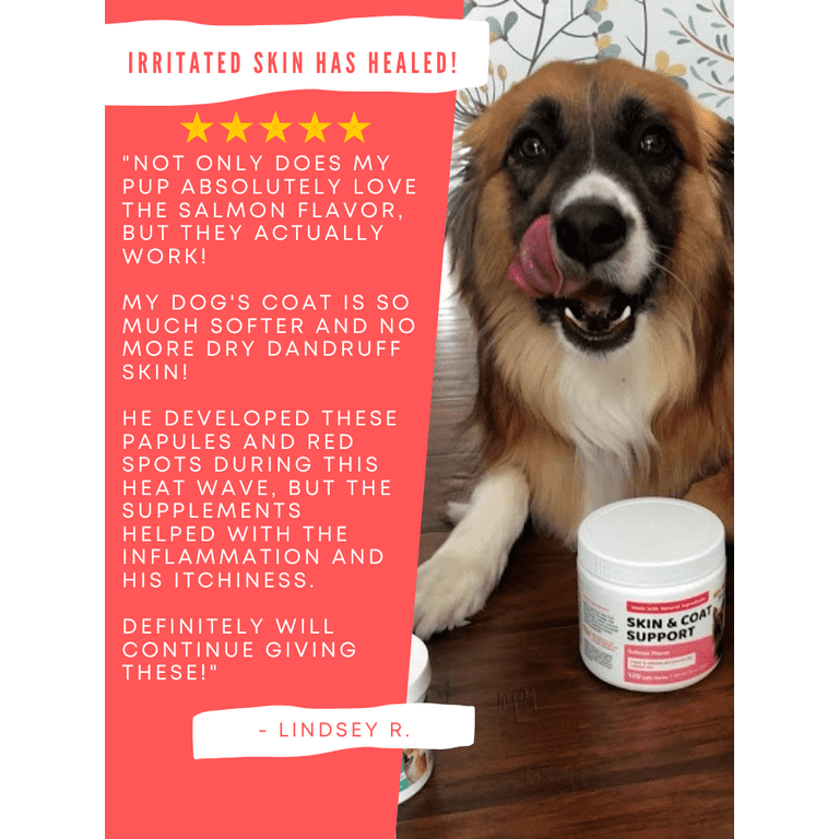 Why Is My Dog Itching So Much