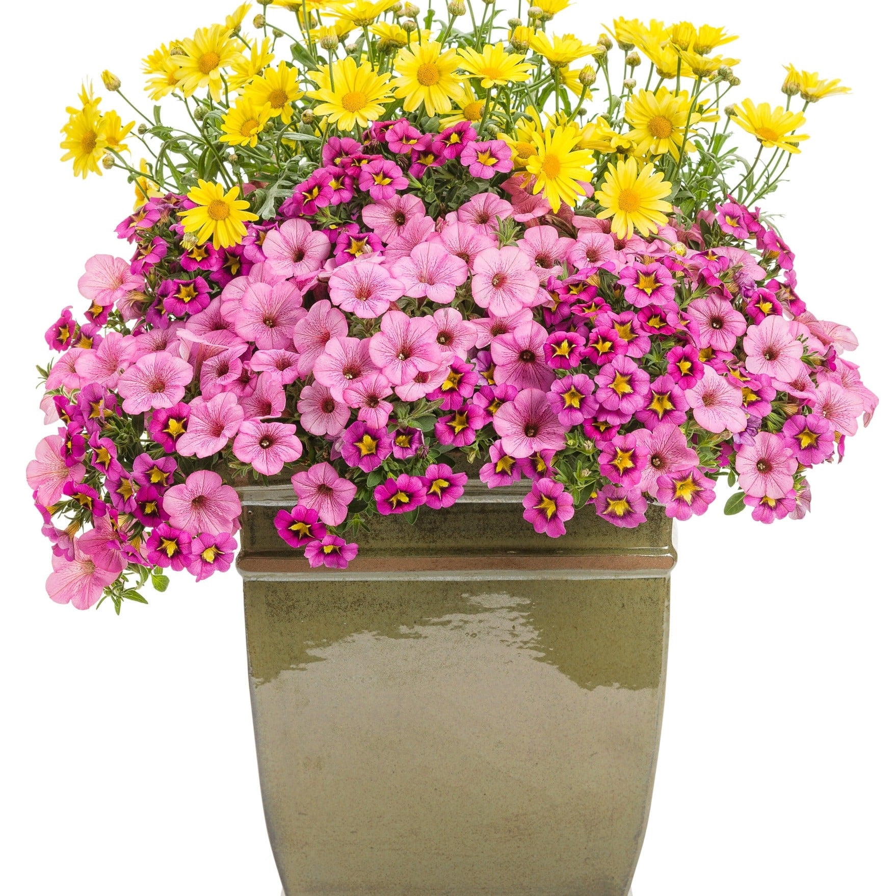 Proven Winners 4" Bright Lights Yellow African Daisy Live Plant in 4.25" Pot (4 Count)