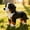 Bernese Mountain Dog, variant on 274 PCS Lying Corgi Dog Building Blocks Cute Pet Desktop Decor Figurine, Ages 10+