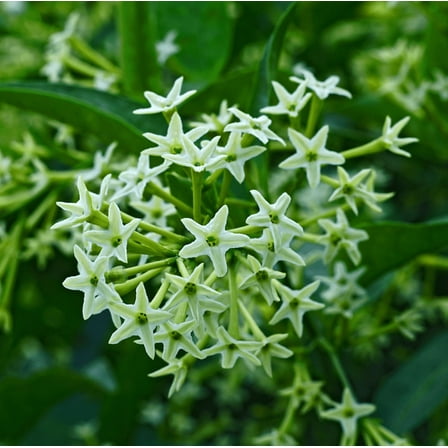 Pack 2 Night Blooming Jasmine Plants Cestrum Nocturnum Night Scented Jessamine Seedlings 3-4 Inch Tall