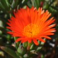 thumbnail image 5 of Outsidepride 10000 Ice Plant Dorotheanthus Bellidiformis Gelato Orange Plant Seeds, 5 of 5