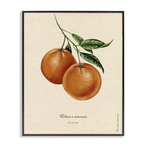 Stupell Industries Orange Fruit Portrait Black Framed Giclee Art, design by Danielle Murray