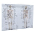 thumbnail image 4 of OUNONA  Muscular System Poster Human Skeleton Model for Anatomy Baby Student, 4 of 8