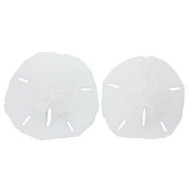 U.S. Shell 08005 1.25 in. Keyhole Sanddollar - 25 Piece