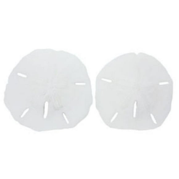 U.S. Shell 08005 1.25 in. Keyhole Sanddollar - 25 Piece