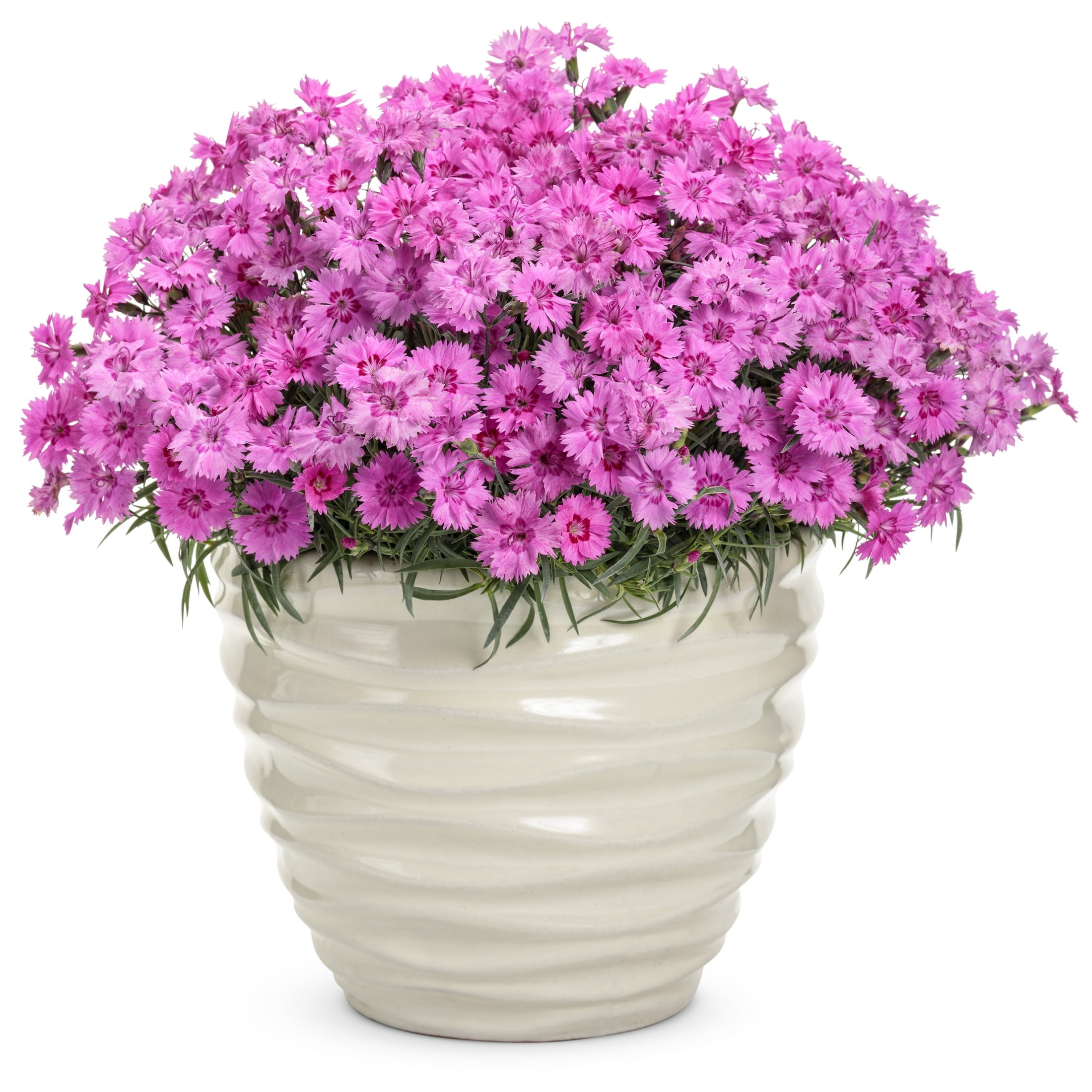 Proven Winners 6" Pink 'Paint the Town Fancy' Pinks Live Plant in 6.5" Pot