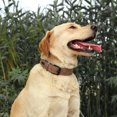 thumbnail image 2 of Collar para perro Didog, suave, acolchado, de piel, ajustable, marrón, talla M, 2 of 7