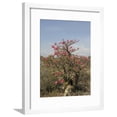 thumbnail image 1 of Desert Rose, Kenya, East Africa, Africa, Botanical World Culture Framed Art Print Wall Art by Groenendijk Peter Sold by Art.Com, 1 of 1
