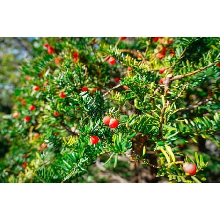 RedCrocus Globosa Yew Taxus cuspidata- Evergreen Shrub for Hedges & Foundation Plantings 10 Gallon